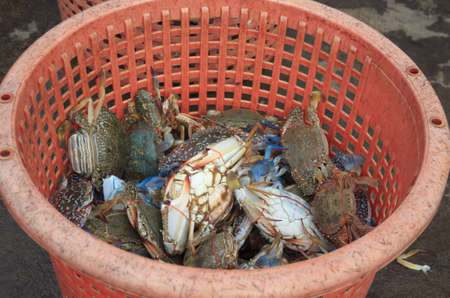 fresh crab for sell at seafood marketの写真素材