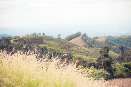 pastel meadow and mountains view, green natural backgroundの写真素材