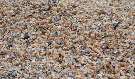 tiny sea shell and snail texture background