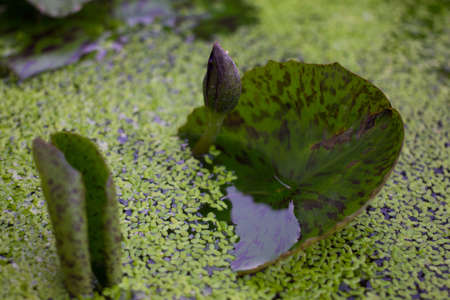 surface duckweed with lotus leaves in pondの写真素材