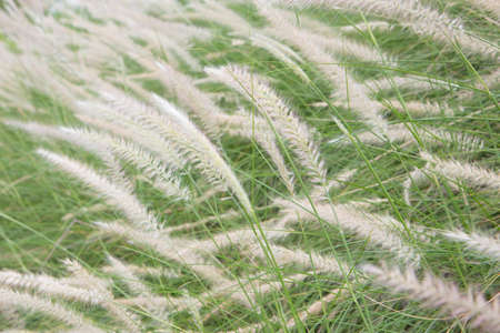 Soft Focus of Feather Pennisetum background, field of grass with morning warm tone and vintage