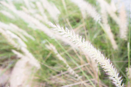 Soft Focus of Feather Pennisetum background, field of grass with morning warm tone and vintage style.の写真素材