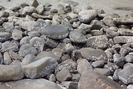 black rocks stones with sea snail shell in coastlineの写真素材