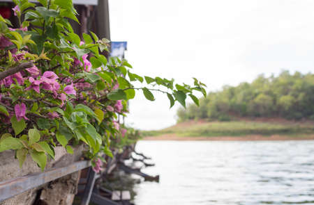beautiful flower pot in river and sky in summer backgroundの写真素材