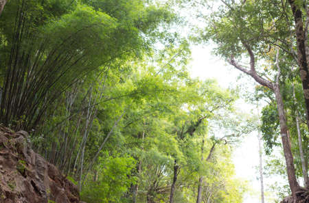 Soft Focus of green bamboo forest park background, field of grass with morning warm tone and vintageの写真素材