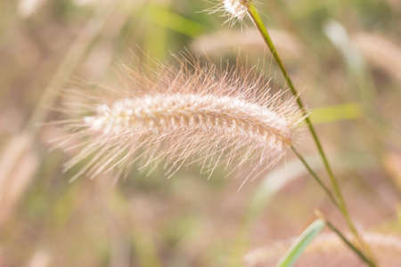 Soft Focus of Feather Pennisetum background, field of grass with morning warm tone and vintageの写真素材