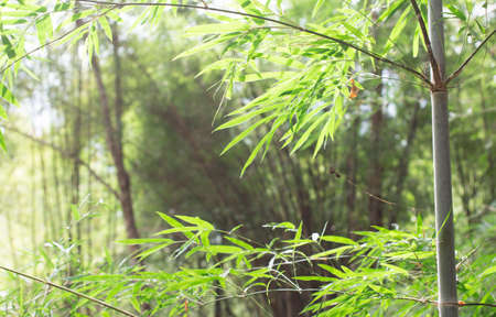 Soft Focus of green bamboo forest park background, field of grass with morning warm tone and vintageの写真素材