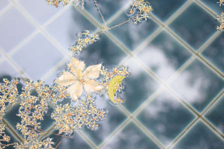 floating water in swimming pool with white flowers