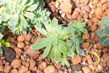 close up green cactus