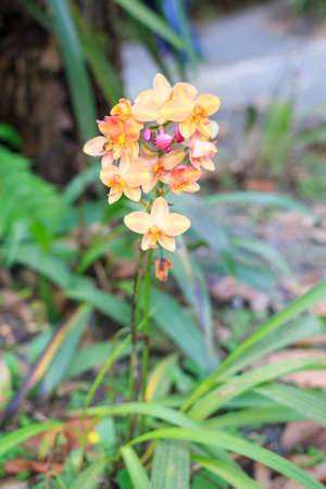 wild orange orchidsの写真素材