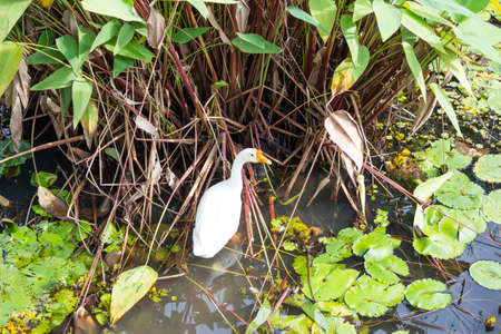 white goose find eating in pondの写真素材