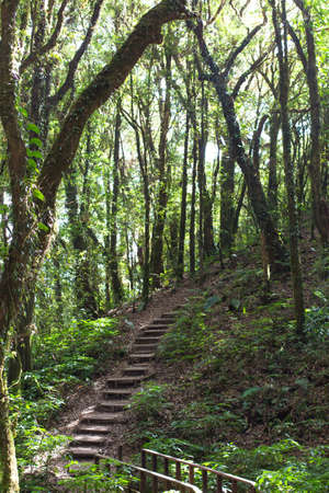 wooden stairs footpath in green forestの写真素材