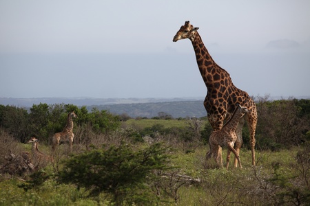 Giraffes, male and cubsの写真素材