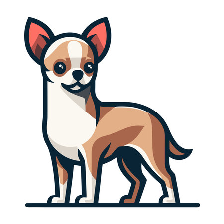 Cute chihuahua dog full body flat design illustration, standing purebred chihuahua doggy, funny adorable pet animal vector template isolated on white backgroundのイラスト素材