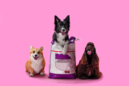 Three happy dogs advertise dry food. Welsh corgi, border coley, and American cocker spaniel on a...