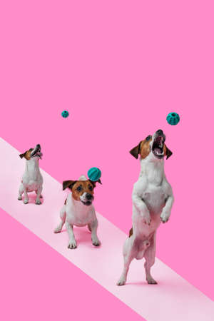 Young jack russell terrier plays with the ball. Creative collage of a dog jump, on a colorful background, for designの写真素材