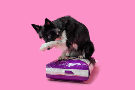 A trained border collie covered his face with his paw, sitting down on a bag of food. Sweet and shy. Isolated on pink background.の写真素材