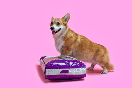 Royal welsh corgi stands paws on a feed package. For Pet Shops and Advertising. Isolated pink backgroundの写真素材