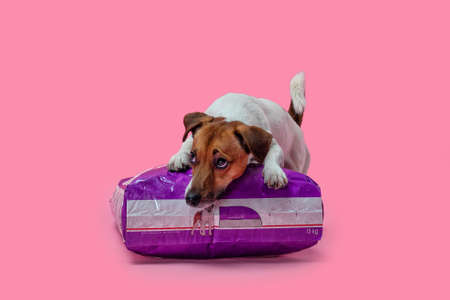 Dog jack russell terrier lies on a pack of dog food, studio shot on a pink backgroundの写真素材
