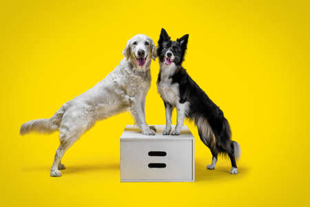 Two happy dogs: border collie and golden retriever on yellow solid backgroundの写真素材