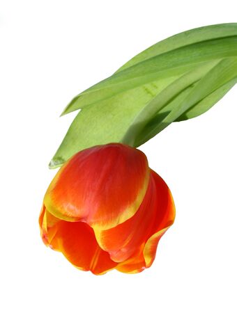 Red tulip isolated on whiteの写真素材