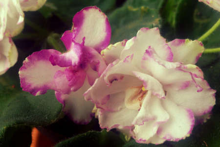 Sweet Flowersの素材