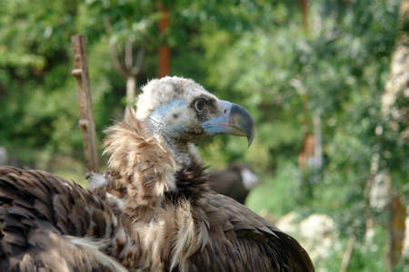 Hawk looking into the distanceの写真素材