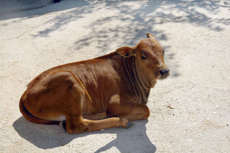 A small calf of brown color lies on the concrete floor and is heated in the sunの写真素材