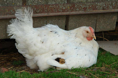 Chicken with chickenの写真素材