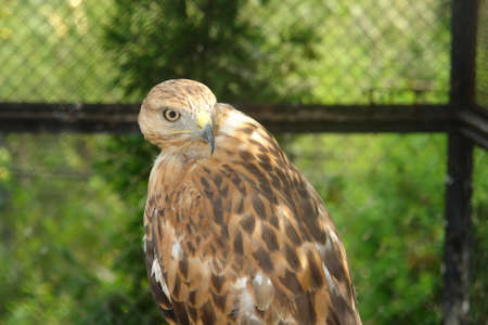 The falcon looks over his shoulderの写真素材