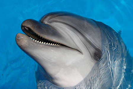 Happy sleeping Dolphin, sleeping and smiling in sleepの写真素材