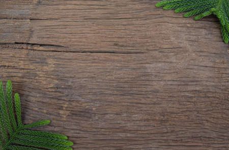 Green leaf frame over old wooden texture background. with space for text. top view.の写真素材