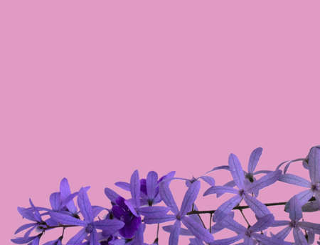 Purple flowers placed below the frame on a pink background.