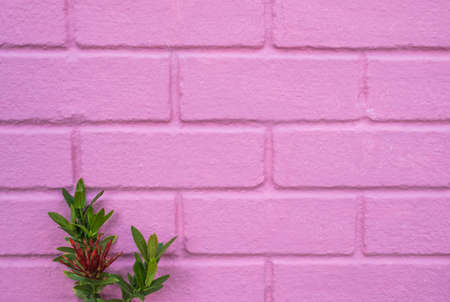 Pastel pink ordered brick wall texture background,backdrop for lady or woman concept.の写真素材