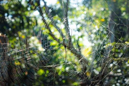 The spider climbs on the web in the garden.