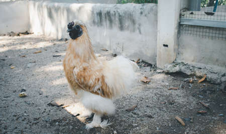 Close-up of a chicken standing on a barnyard with a chicken coop. independent poultry farmingの写真素材