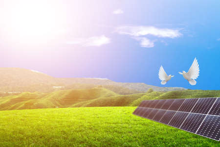 Two white doves fly on a solar panel in a wide meadow. Clean energy concept, alternative energy that...