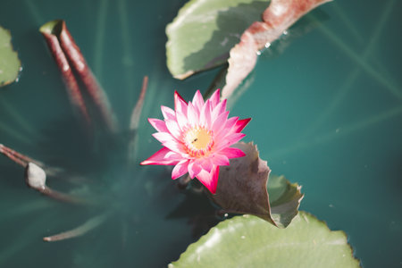 Beautiful lotus leaf near the pond, pure natural background, red lotus, lotus flower on the water surface and dark green watery leaves.の写真素材
