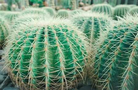 Close-up shot of cacti in the garden