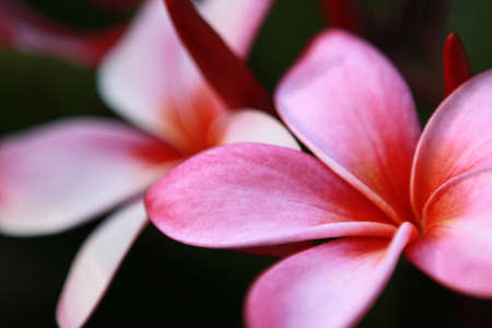 Hawaiian Pink Plumeriaの写真素材