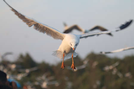 Flying Seagulls at BangPoo Gulf of Thailandの写真素材