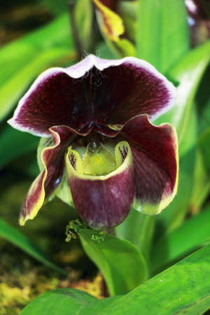Purple Paphiopedilum orchid close up with green and white stripesの写真素材