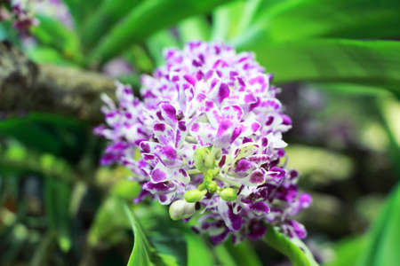 A beautiful bunch of White and purple Rhynchostylis gigantea orchid in a gardenの写真素材