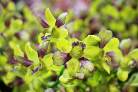 A beautiful bunch of green purple dendrobium orchid flower in a gardenの写真素材