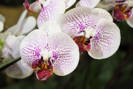 Gorgeous white and purple phalaenopsis orchid flower on natural backgroundの写真素材
