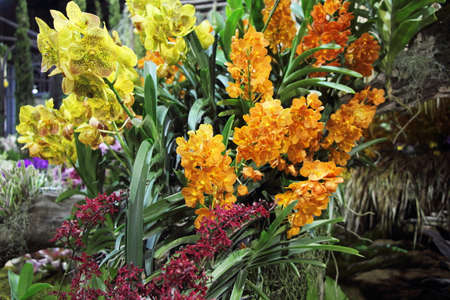 A botanical garden with orchids  at The 12th Asia   Pacific Orchid Conference 2016, Bangkokのeditorial素材