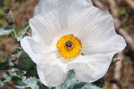 Hawaiian white poppy on molokai islandの写真素材