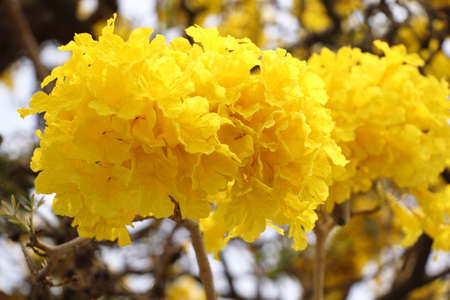 Close up of Silver trumpet flowers on the tree, Tree of gold,Paraguayan silver trumpet tree