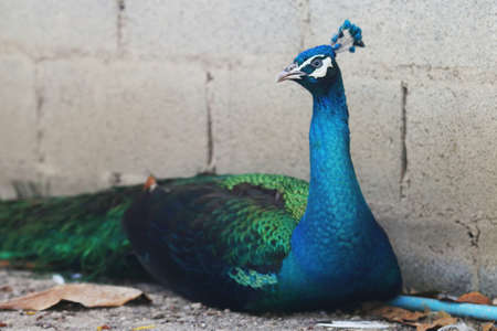 Beautiful Struttung male peacock is sitting  in a home gardenの写真素材