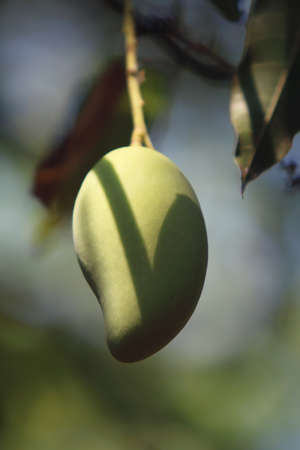 Fresh Green Mango On Tree in a farm gardenの写真素材
